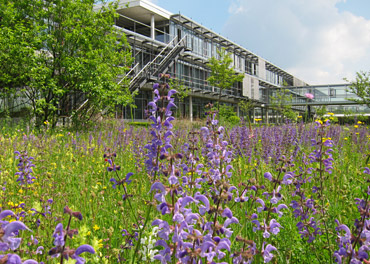 Foto eines modernen Gebäudes hinter einer Blumenwiese